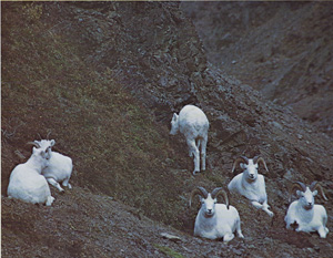 Dall Sheep